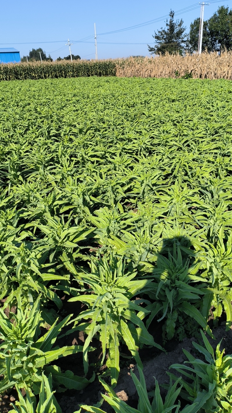 精品尖叶莴笋三青皮莴苣按需包装量大从优坏烂包赔批发团购商超