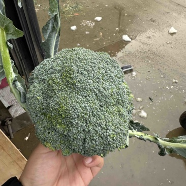 河北邯郸优质西兰花，量大价优，随时联系