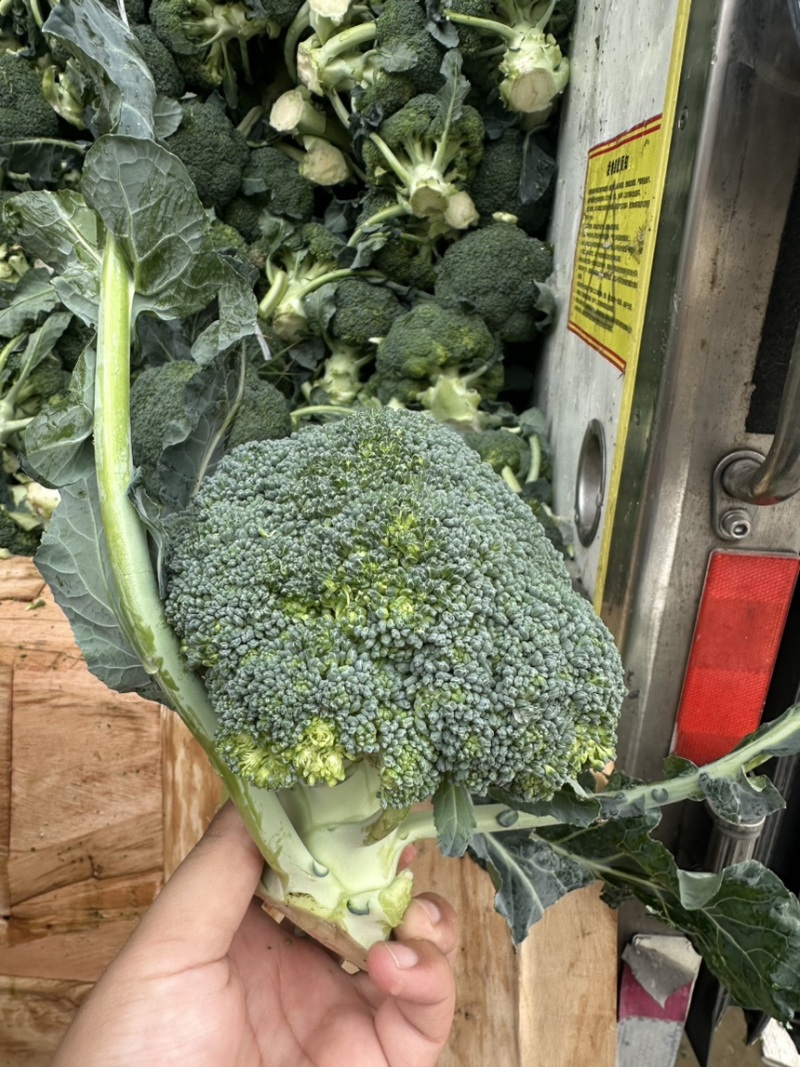 河北邯郸优质西兰花，量大价优，随时联系