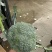 河北邯郸优质西兰花，量大价优，随时联系