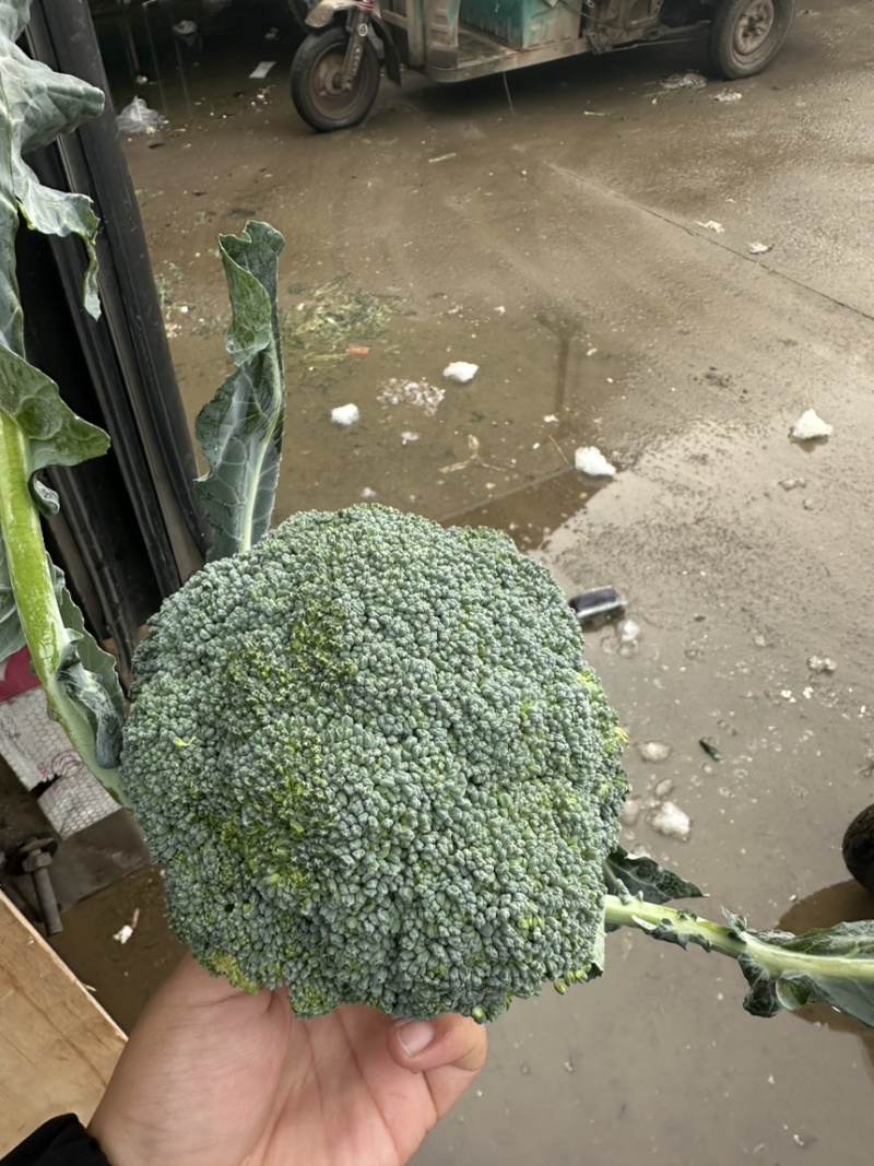 河北邯郸优质西兰花，量大价优，随时联系