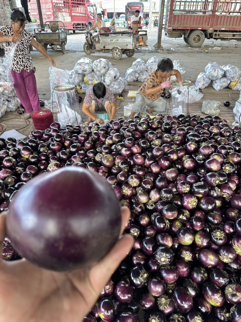 河北邯郸精品圆茄，量大价优，随时联系