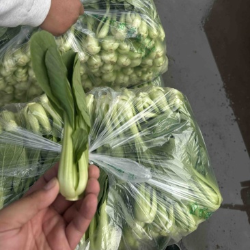 河北邯郸精品上海青小油菜，量大价优，小油菜