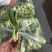 河北邯郸精品上海青小油菜，量大价优，小油菜