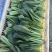 河北邯郸精品上海青小油菜，量大价优，小油菜
