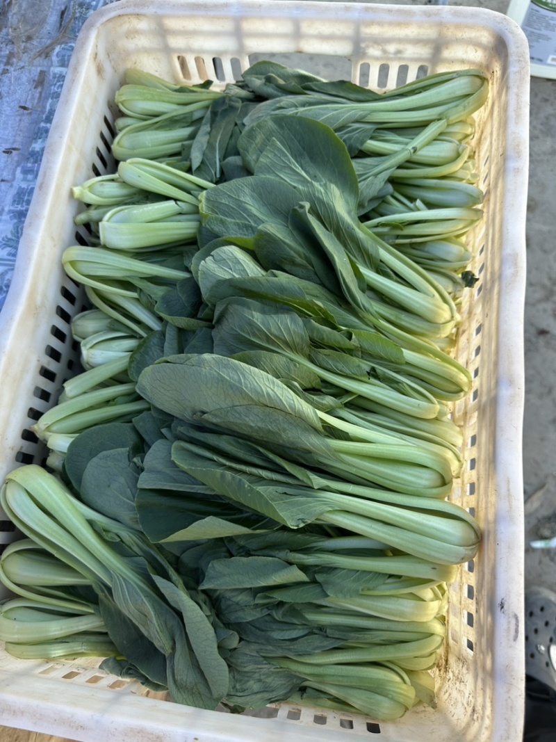 河北邯郸精品上海青小油菜，量大价优，小油菜
