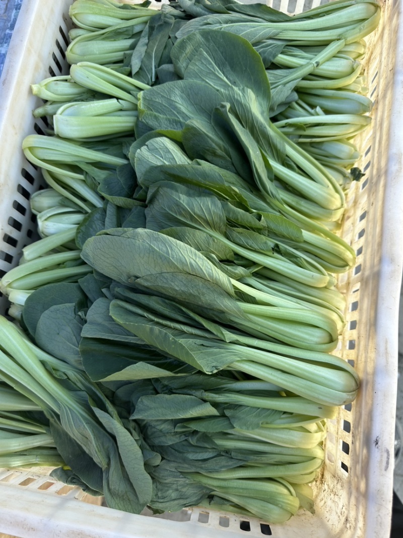 河北邯郸精品上海青小油菜，量大价优，小油菜