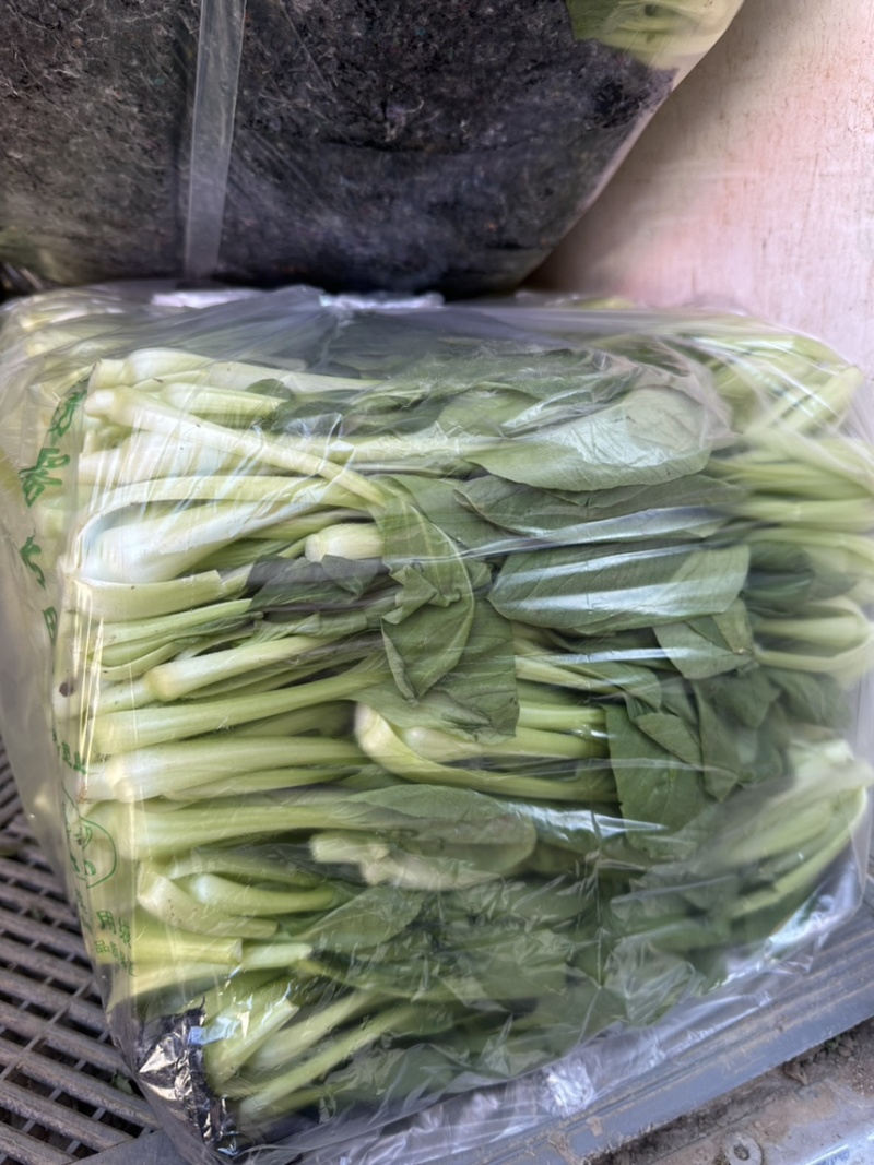 河北邯郸精品上海青小油菜，量大价优，小油菜