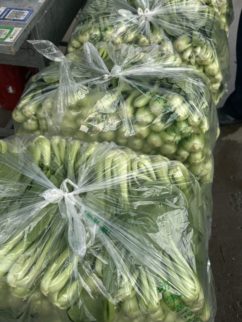 河北邯郸精品上海青小油菜，量大价优，小油菜