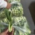 河北邯郸精品上海青小油菜，量大价优，小油菜