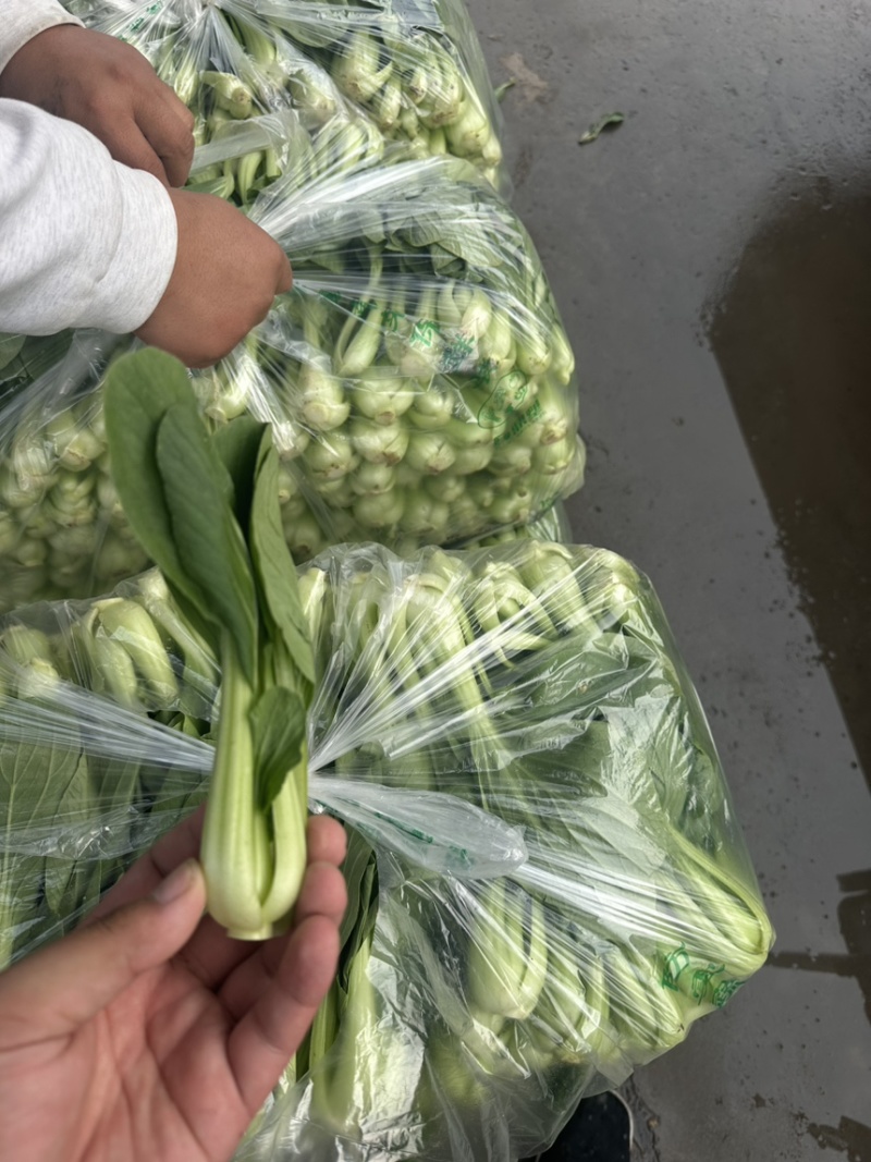 河北邯郸精品上海青小油菜，量大价优，小油菜