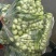 河北邯郸精品上海青小油菜，量大价优，小油菜