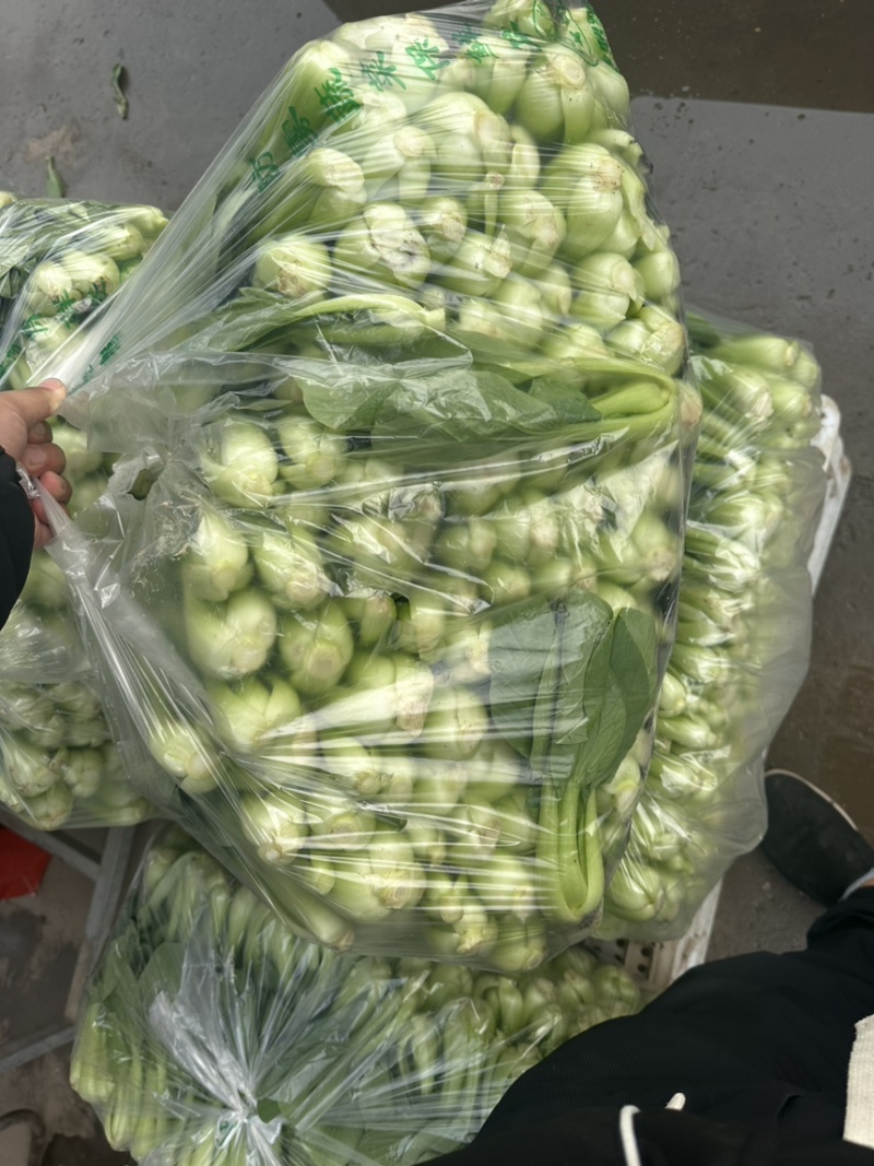 河北邯郸精品上海青小油菜，量大价优，小油菜