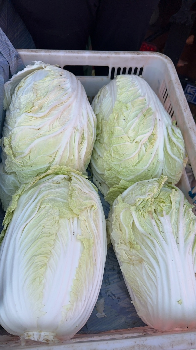 河北邯郸精品大白菜量大价优随时联系