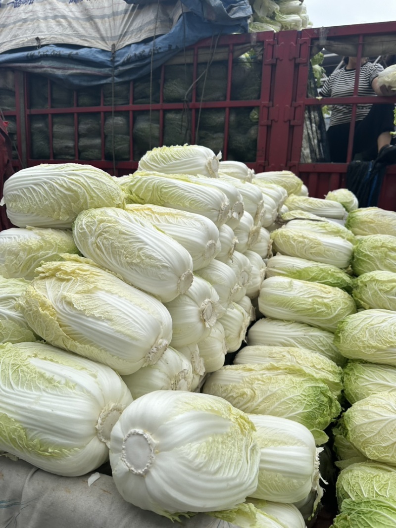 河北邯郸精品大白菜量大价优随时联系