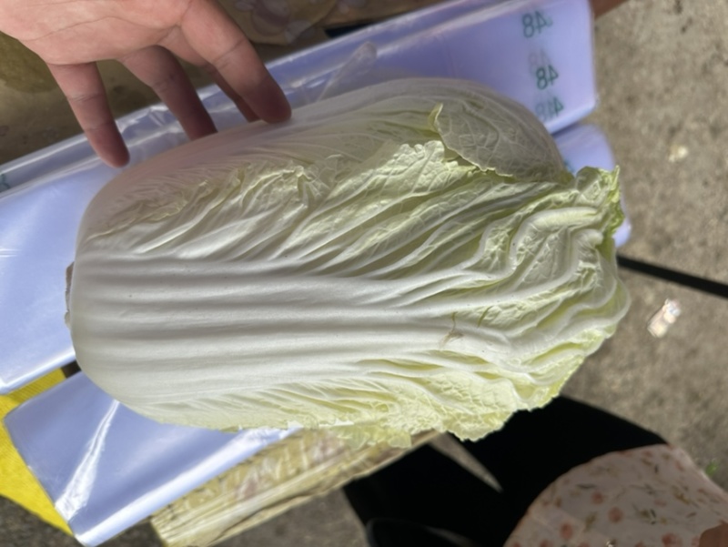 河北邯郸精品大白菜量大价优随时联系