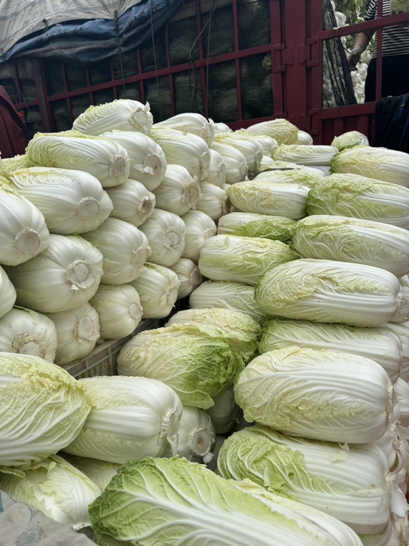 河北邯郸精品大白菜量大价优随时联系