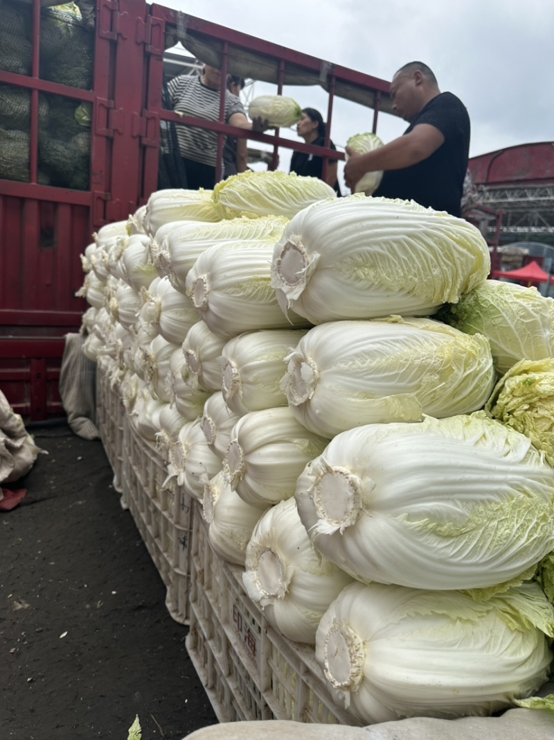 河北邯郸精品大白菜量大价优随时联系