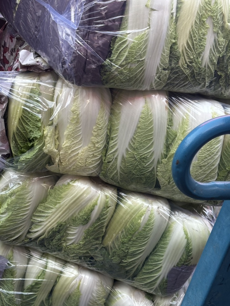 河北邯郸精品大白菜量大价优随时联系