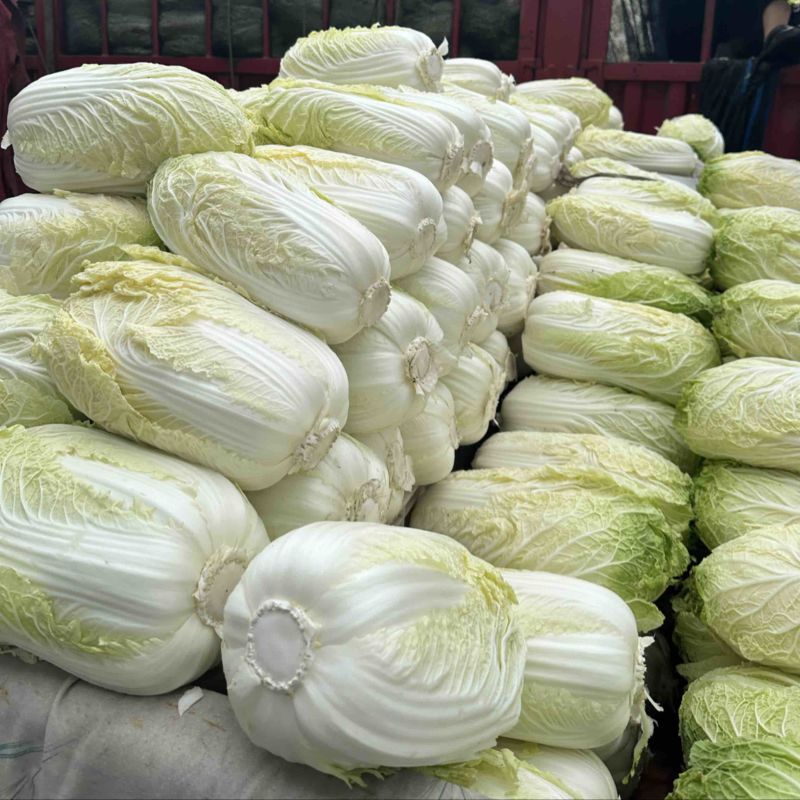河北邯郸精品大白菜量大价优随时联系