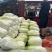 河北邯郸精品大白菜量大价优随时联系