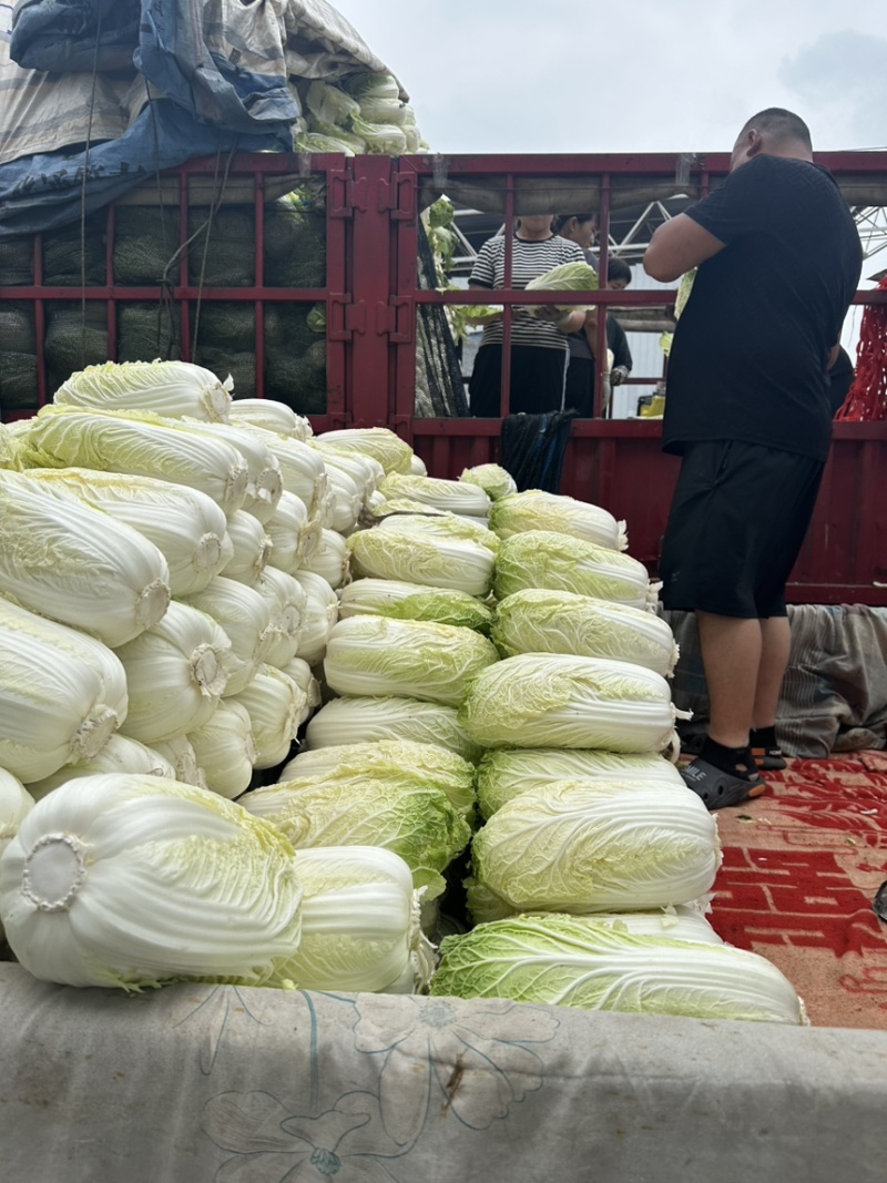 河北邯郸精品大白菜量大价优随时联系