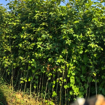 吉安产地直供，新鲜枫香上市