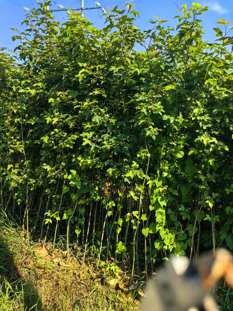 吉安产地直供，新鲜枫香上市