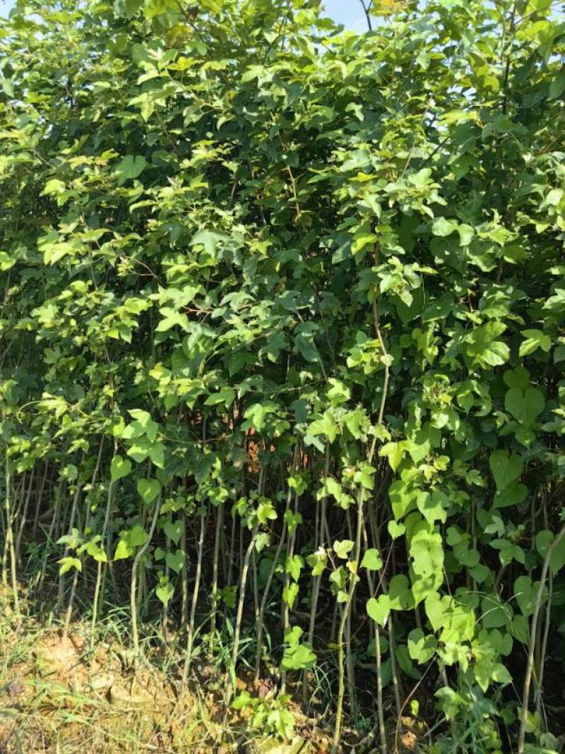 吉安产地直供，新鲜枫香上市