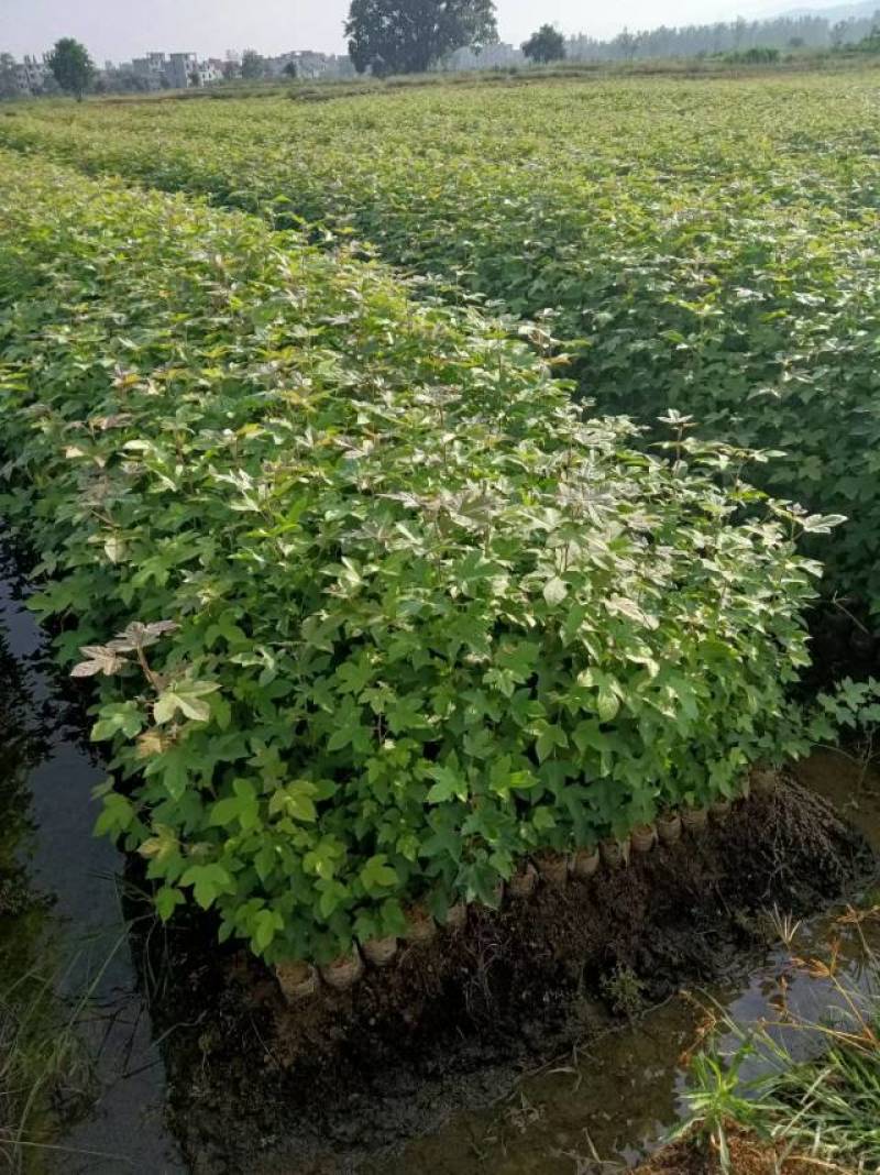吉安产地直供，新鲜枫香上市