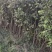 吉安产地直供，新鲜枫香上市