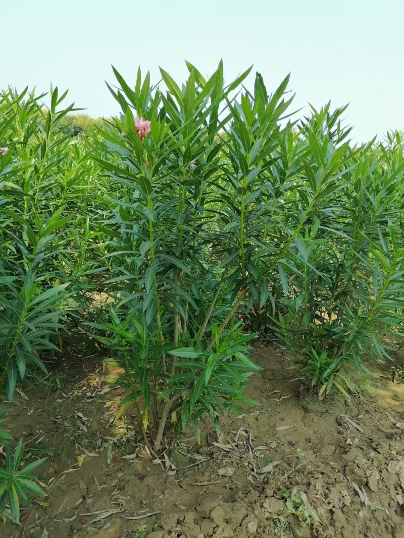 夹竹桃地栽苗杯苗基地直销，一手货源，价格美丽