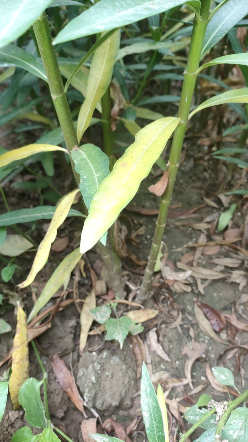 夹竹桃地栽苗杯苗基地直销，一手货源，价格美丽