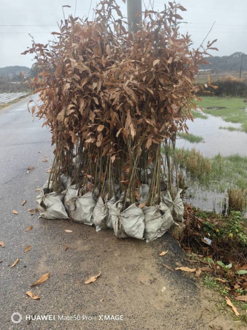 麻栎苗
