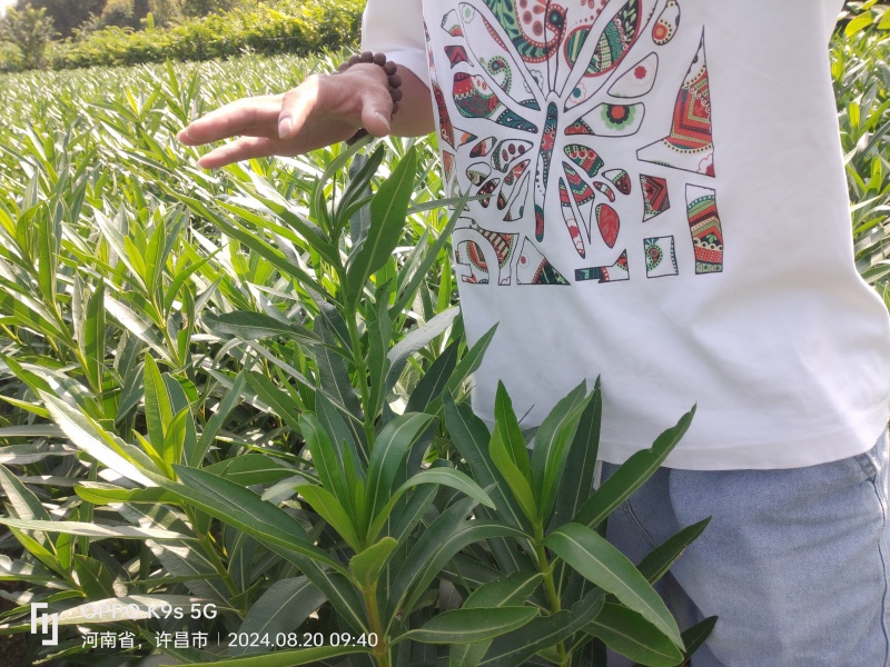 夹竹桃地栽苗杯苗基地直销，一手货源，价格美丽