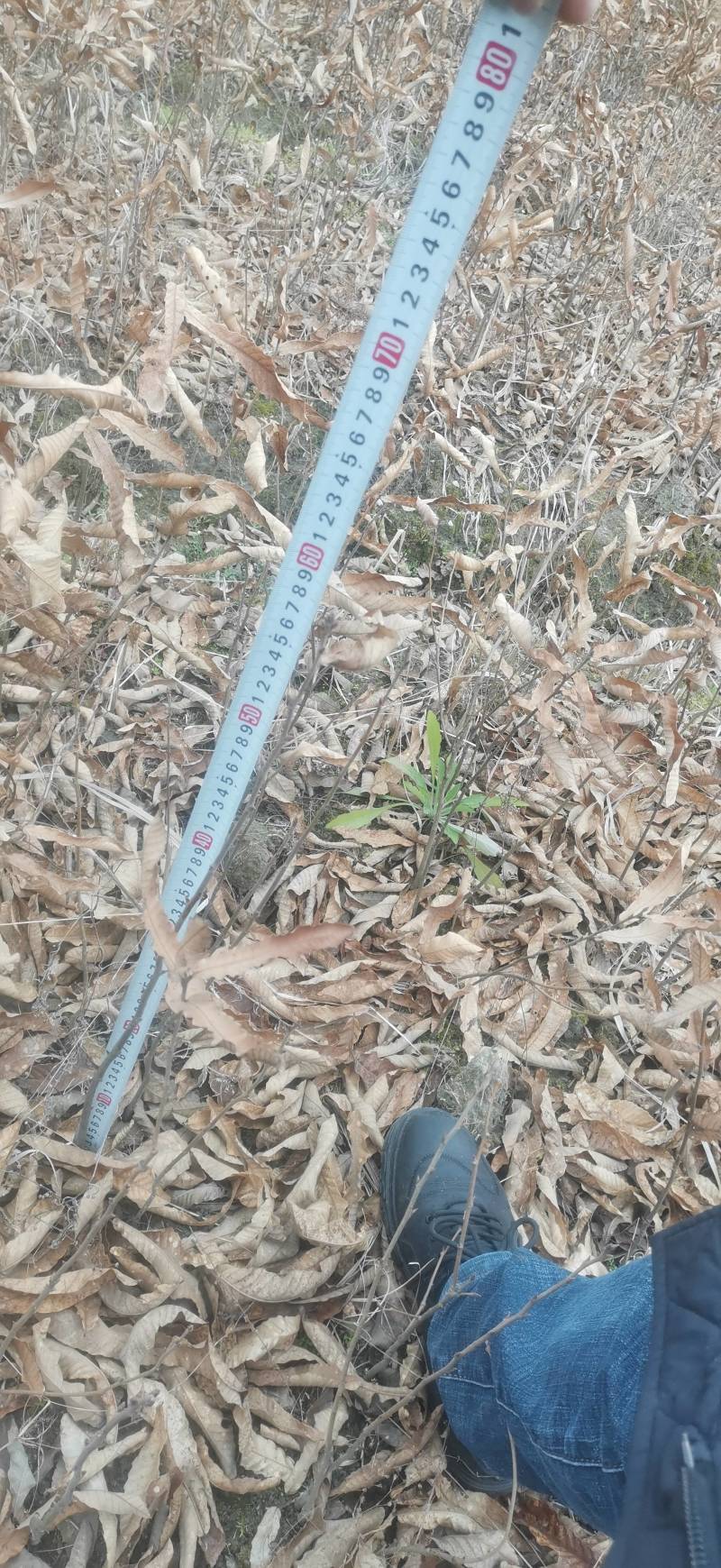 栓皮栎苗山东栓皮栎苗湖北栓皮栎苗重庆栓皮栎苗