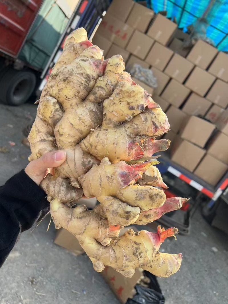 河北【鲜姜/大黄姜/代存入库】产地直供电商市场赶集