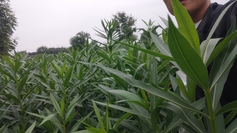 夹竹桃地栽苗杯苗基地直销，一手货源，价格美丽