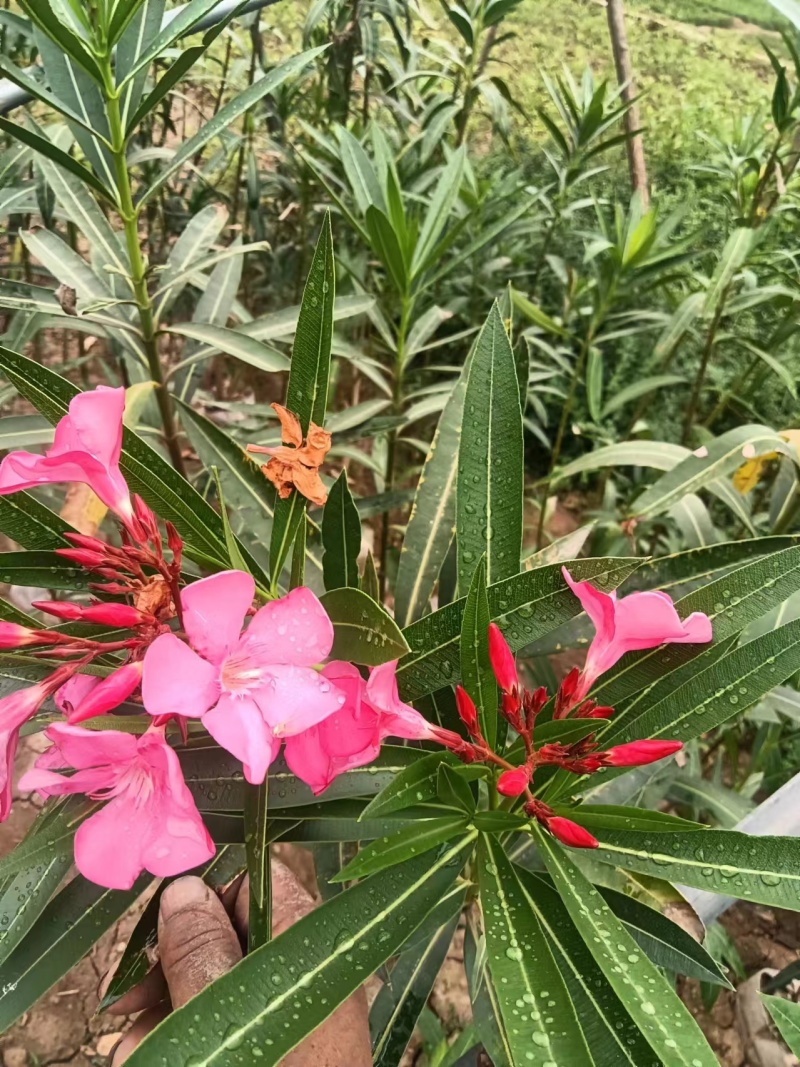 夹竹桃地栽苗杯苗基地直销，一手货源，价格美丽