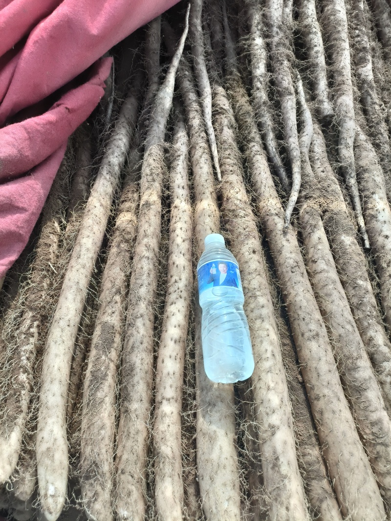 白玉山药