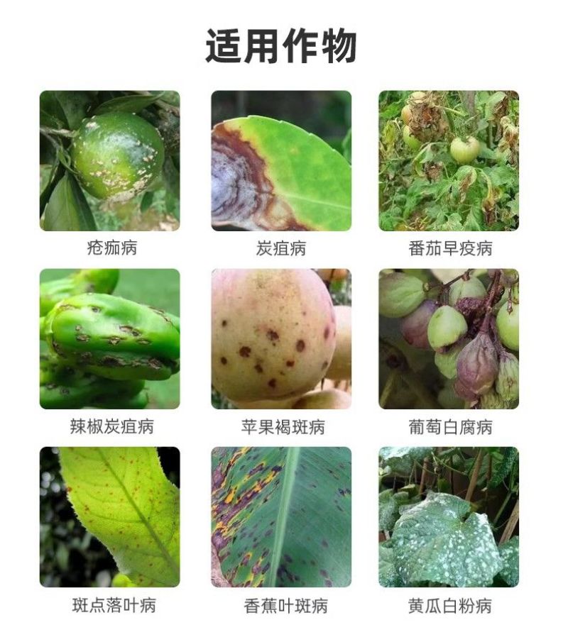 青岛海纳40%苯醚甲环唑光谱杀菌剂