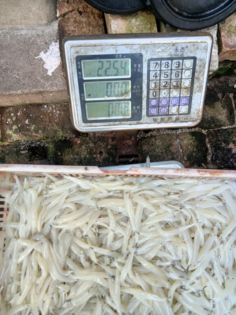9月26号实测。每周不定时检测。包括质量条数斤两