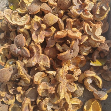 山茶花子壳，山茶壳，大量供应