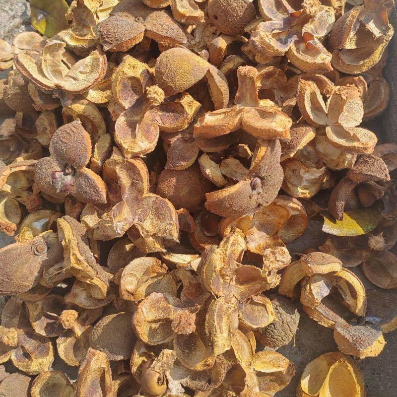 山茶花子壳，山茶壳，大量供应