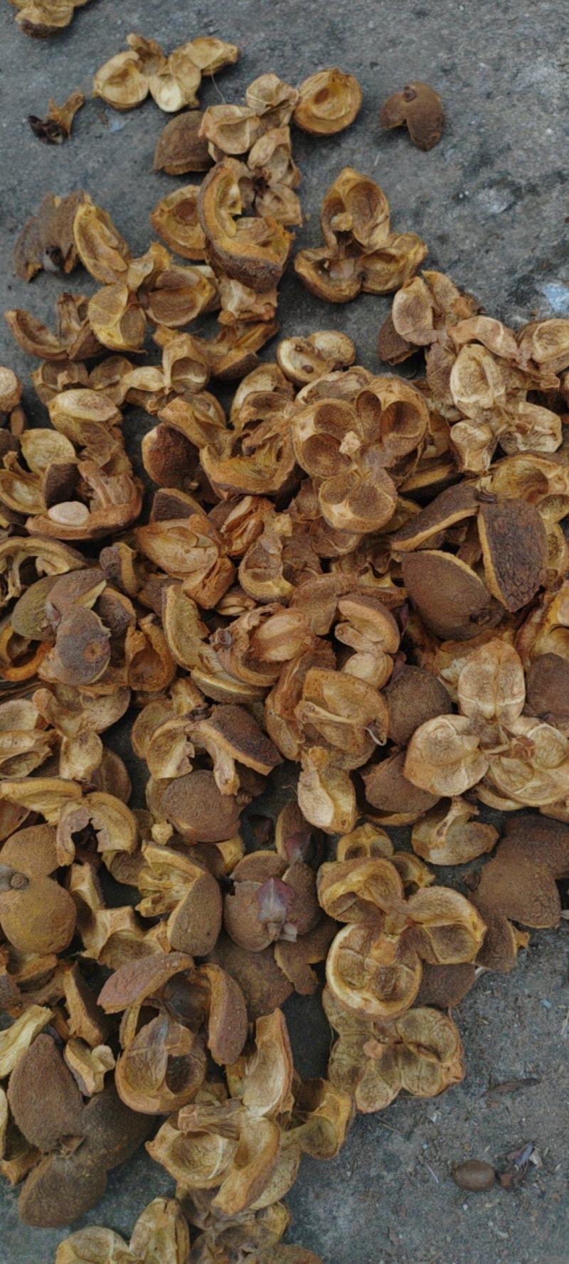 山茶花子壳，山茶壳，大量供应