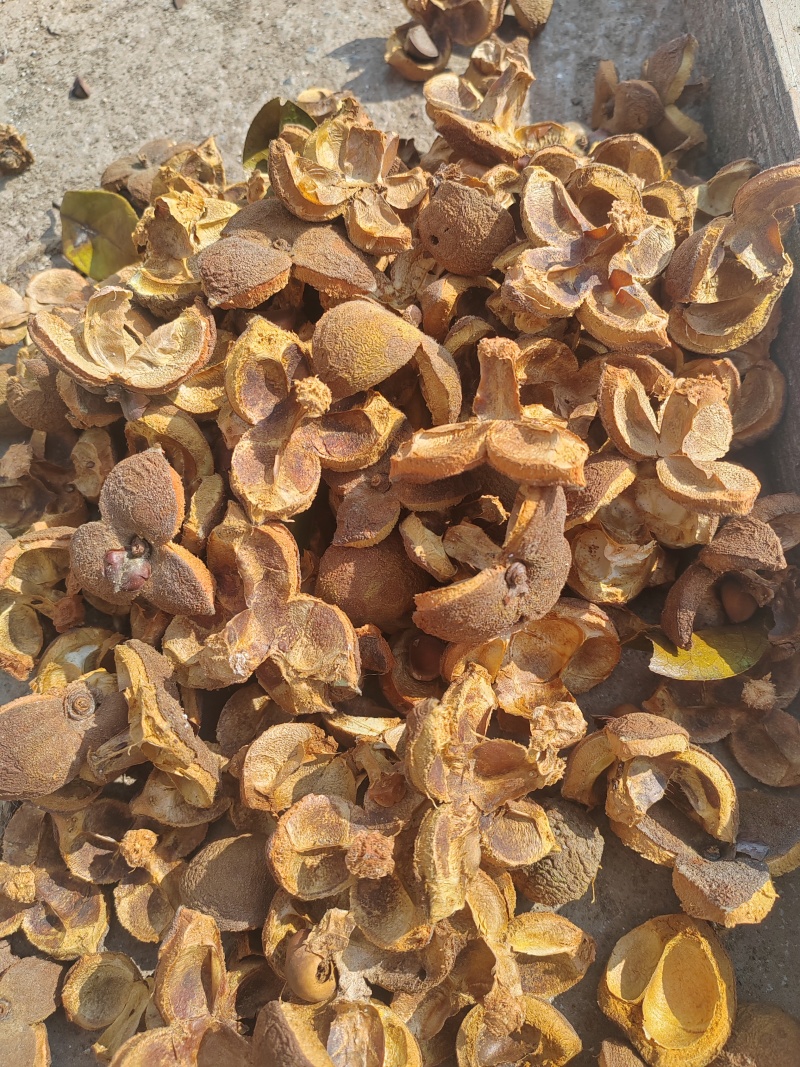 山茶花子壳，山茶壳，大量供应