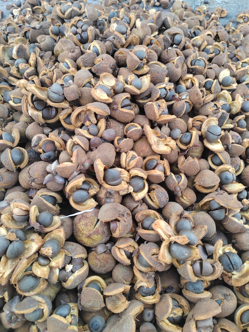 山茶花子壳，山茶壳，大量供应