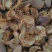 山茶花子壳，山茶壳，大量供应