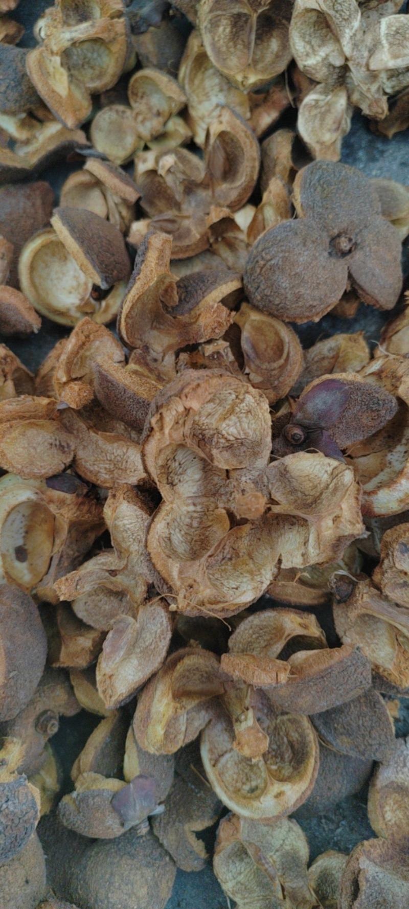 山茶花子壳，山茶壳，大量供应
