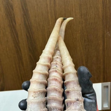 山羊角